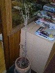traurige Palme